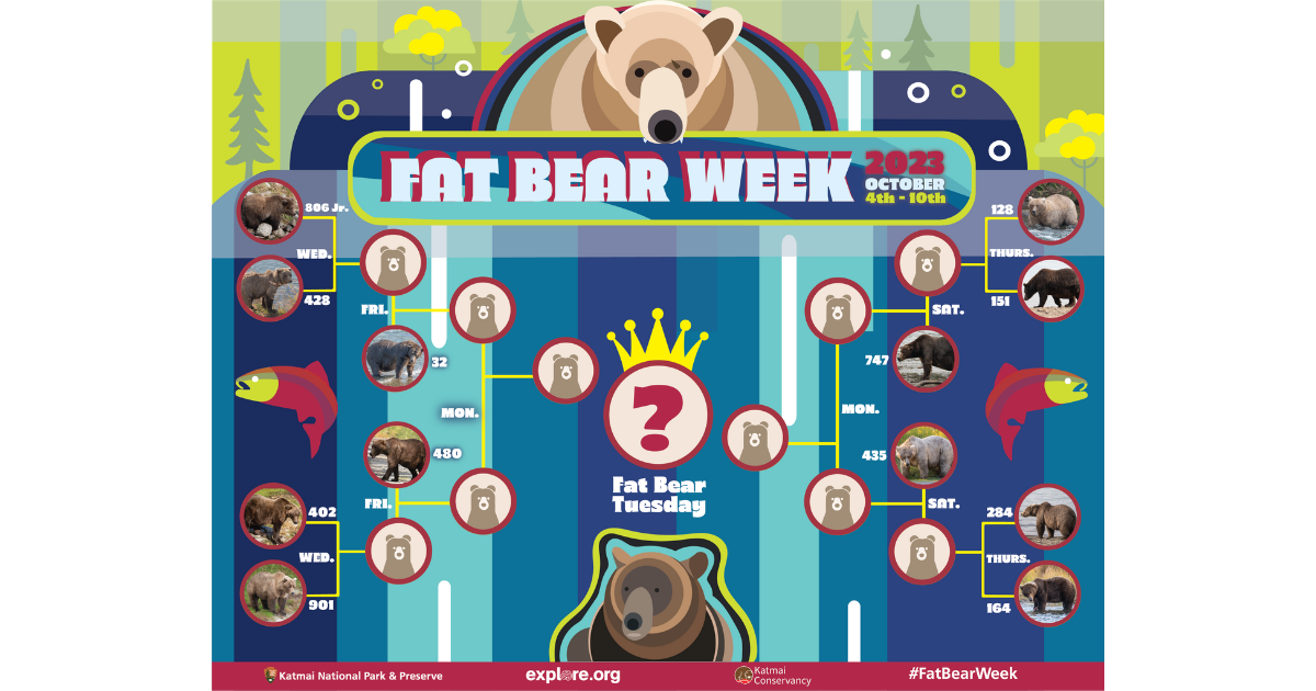 A graphic showing a tournament style bracket where bears are competing against each other for who is fattest. Photo from Katmai National Park and Preserve